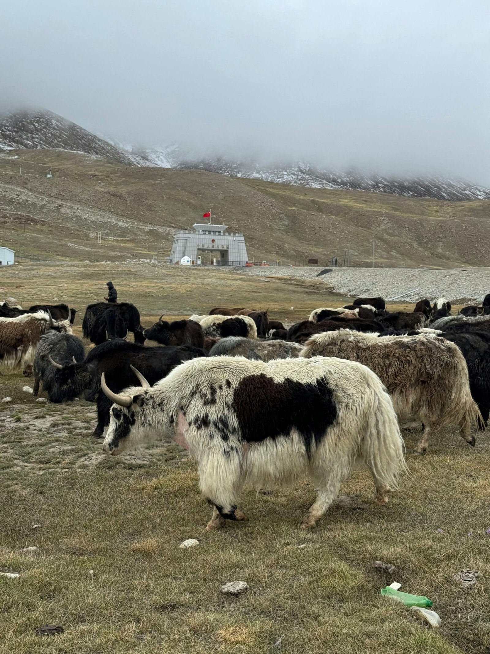 A herd of yaks grazing peacefully in the picturesque Hunza Valley mountains under a cloudy sky.