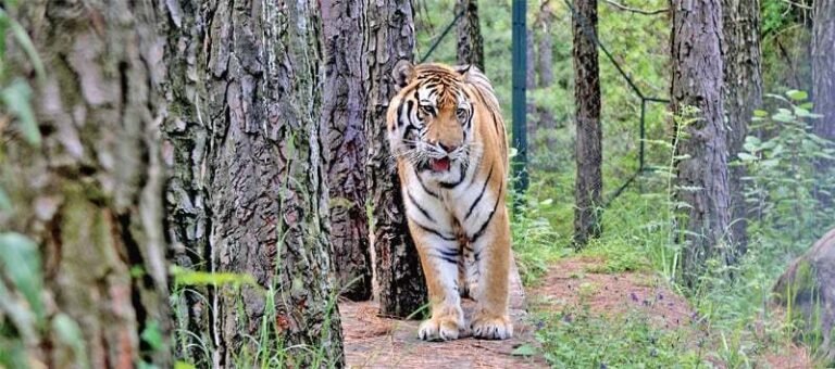 Wild life in Murree. leopard in murree