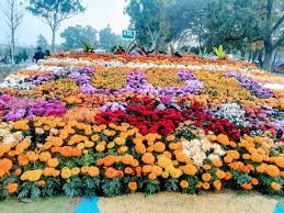 rose and jasmin garden in islamabad